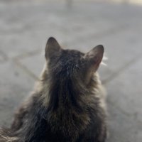 Ayşegül Turutoğlu (@aturutoglu) Twitter profile photo