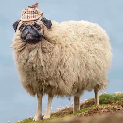 MorrisNelly2's profile picture. Probable spam.