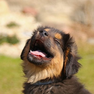 souFiote's profile picture. fiotim