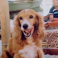 Abdullah Bulut (@bulutabdullah77) 's Twitter Profile