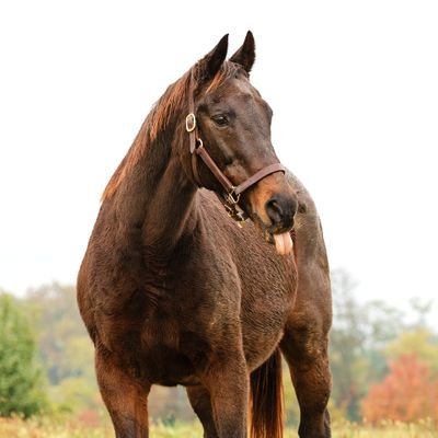 Specializing in restoring health and spirit in aged mares