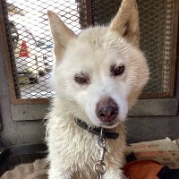 🎾の犬 長島芳明 (@nagasimayosiaki) 's Twitter Profile