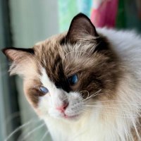 kleanx (@_kleanx) 's Twitter Profile