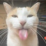 tataweb3.ink Energy Labs $LIZ 🌳 (@catofweb3) 's Twitter Profile