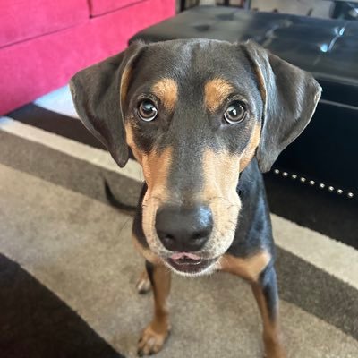 sroberso52's profile picture. all information for entertainment purposes only. All graphs come from https://t.co/jZGr0BQWoU. Not an financial advisor, I’m just a dog!