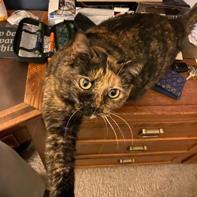 Chaox173's profile picture. old school tabletop gamer and general geek & Critter (He/Him) cat person team Pfizer Type 1 Diabetic mostly still here for Cat Twitter