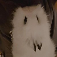 Justissimo π° (@vitriajacques1) 's Twitter Profile