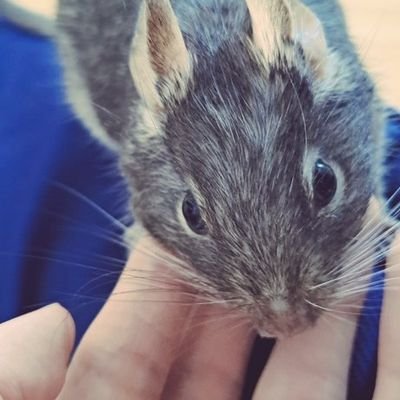 sanaka0899's profile picture. 小さい頃さなかだったのでさかなです。
凍結、シャドウバン対策のいいね用アカウント、兼イリアム用垢
本垢→@sanaka_684