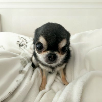 NillyCTO's profile picture. 