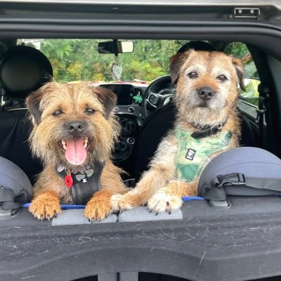 Proud #BTPosse & House Of Woofs members. Little Brown Dogs with 💕 full of love, living our best lives! #BTShuttlebus drivers🚌. Sausage snafflers. Wuff wuffers