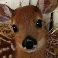 tav (@daimsurgunum) 's Twitter Profile