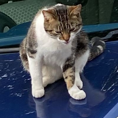 Hoomoification's profile picture. Just a tired internet person who can’t walk in a straight line

he/him