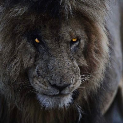 Lyacos1313's profile picture. Hi