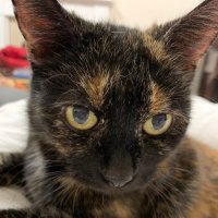 A Cat (@voodoolady96) 's Twitter Profile