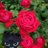 lalune_brumeuse