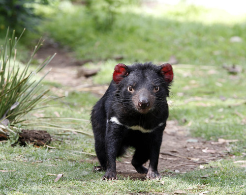 Tassie Devil Chomper