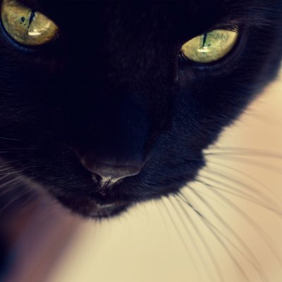 WindsInMyHead's profile picture. 