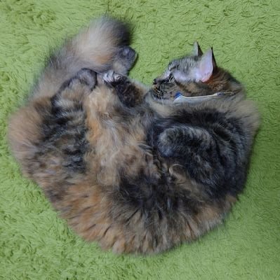 chimakiyomogi's profile picture. ちよもぎ。しょくも陸、新馬版/ハンクラ/原稿進捗/わりと日常。猫ちゃんがいっぱい。本垢相互のみフォロリク承認します。