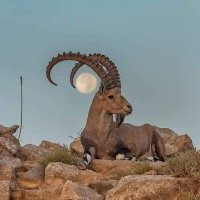 محمد حسين السقفي (@malsqfy) Twitter profile photo