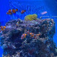 𓇼kaede𓇼 (@kaecho724) 's Twitter Profile