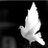 Apag232's profile image