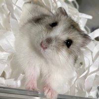 てちおの部屋🐹 (@windandlight1) 's Twitter Profile