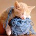 Tiamina🐾🧶🐾🪡🐾 (@dreamtiamina) Twitter profile photo Tiamina🐾🧶🐾🪡🐾 (@dreamtiamina) Twitter profile photo