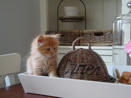 http://t.co/yQd4bymeud , informatie over landelijk wonen, sfeerimpressies, landelijke woonwinkels, brocante en meer