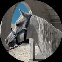 مـــلاك✨|| (@m_3llak) 's Twitter Profile
