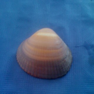 momolanda's profile picture. 