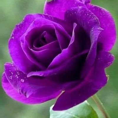 Habrá un día en que todos al levantar la vista veremos una tierra que ponga libertad. No des tu libertad a charlatanes vanos. No aceptes ser esclavo 💜❤💛