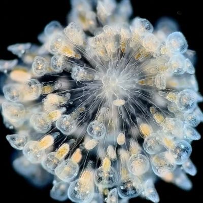 call_me_eurycea's profile picture. Here to stay current on bird flu; microscopist. Not a bot, though I guess that is what a bot would say…