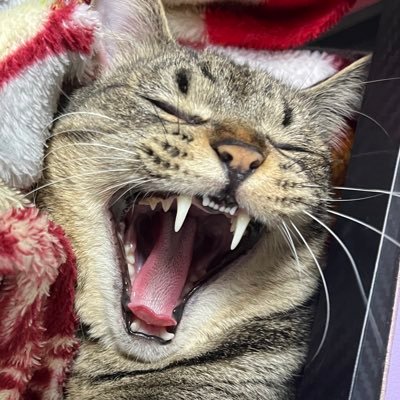 rulu_nemu's profile picture. 