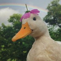 Lucky Ducky (@lucky_ducky05) 's Twitter Profile