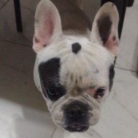 Nicolas El Anonimo (@ikki250) 's Twitter Profile