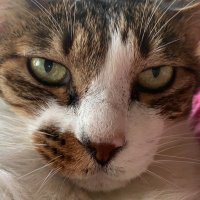 Xsuay (@xsuaymiku) 's Twitter Profile Photo