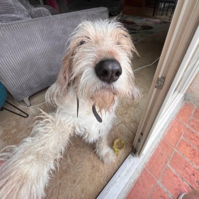 COOPSTHEDAWG's profile picture. scruffy dawg in search of attention 🐶 plz be me fwend 🦴 launching on pumpfun soon…. notis on 🔔