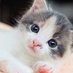 sharon (@shumamaloot) Twitter profile photo sharon (@shumamaloot) Twitter profile photo