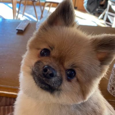 ワンコ大好きです(^^) ニャンコも大好きです(^^)自然も大好きです(^^)よろしくお願いします😊
