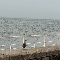 sabafendi (@saba67932723) 's Twitter Profile