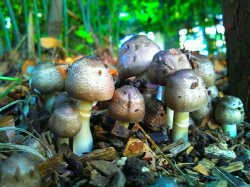 きのこ全般🍄mushroom・fungi・都内の公園・山・虫・花・生き物・雑貨収集・東京タワー・kyosukehimuro・羽田消えた三町
2019.9.9 在宅介護していた要介護5の母が他界。ネガティブツイート多め。。
O森
