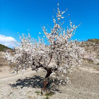 mgil1977's profile picture. Soy y seré siempre de Pacma 💚💪🌱