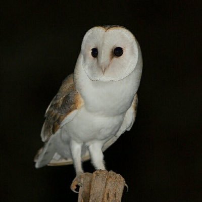 lotuslark's profile picture. normal, average, run of the mill