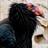 CaCondorTweets's profile image