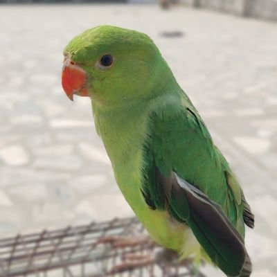 halimsaba's profile picture. what is lotted, can't be blotted.