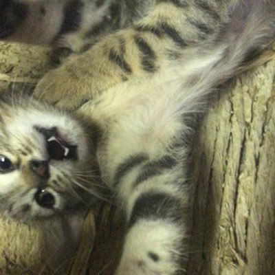 BiagioCorb514's profile picture. 