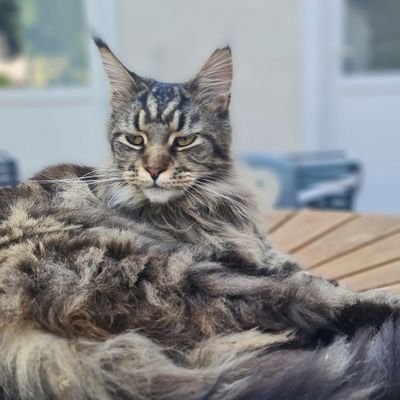 bedoulefou's profile picture. If you don't believe me or don't get it, I don't have time to try to convince you, sorry