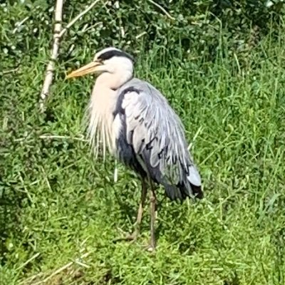 Suboptimal Moves Profile