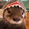 otter_steel's profile picture. 