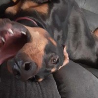 MagusAficionado (@magusaficionado) 's Twitter Profile